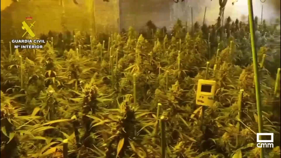 Se han localizado 400 plantas de marihuana.