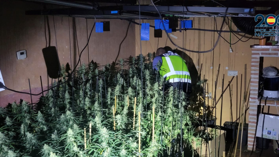 Cultivo de marihuana en una casa en Guadalajara