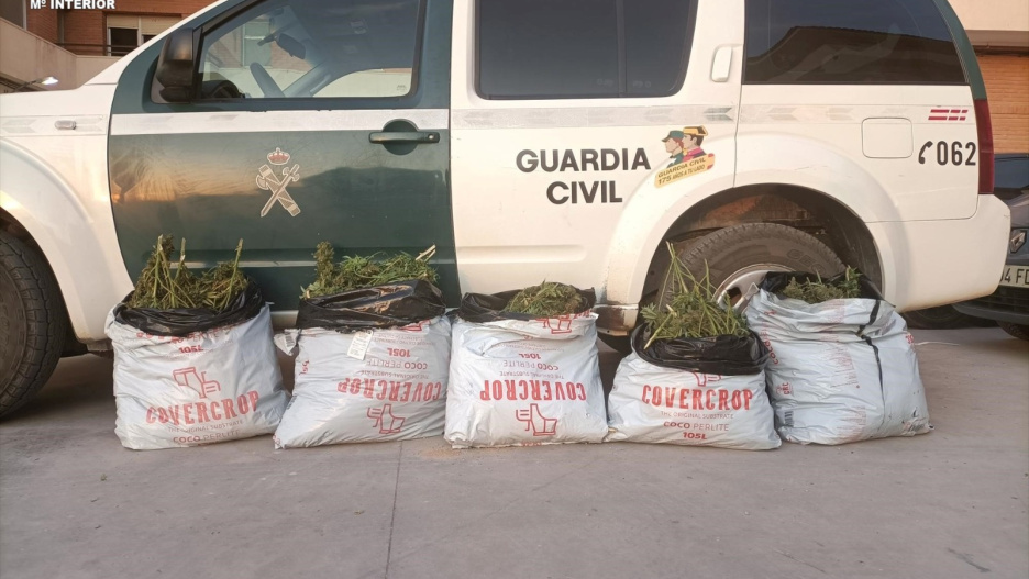 Parte del material incautado, que contenía un total de 38 kilogramos de marihuana recién cortada.