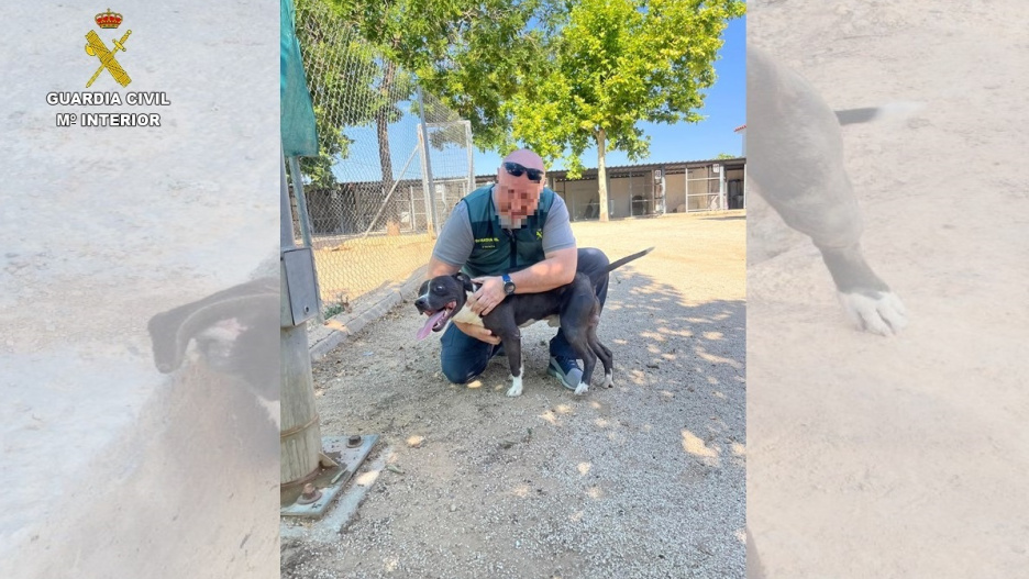 Ares, un perro de raza American Staffordshire Terrier, fue abandonado a más de 30 grados