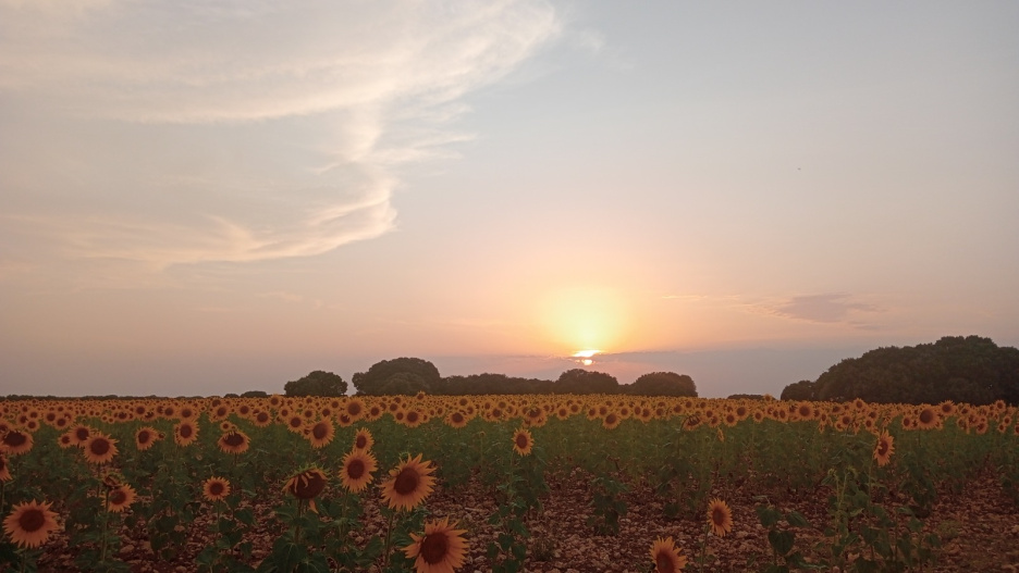 Imagen de un campo de girasoles en Cuenca