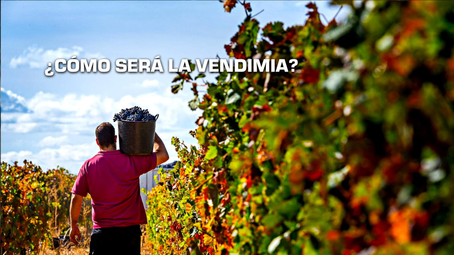 Comienza la campaña de la vendimia 2025 en Castilla-La Mancha