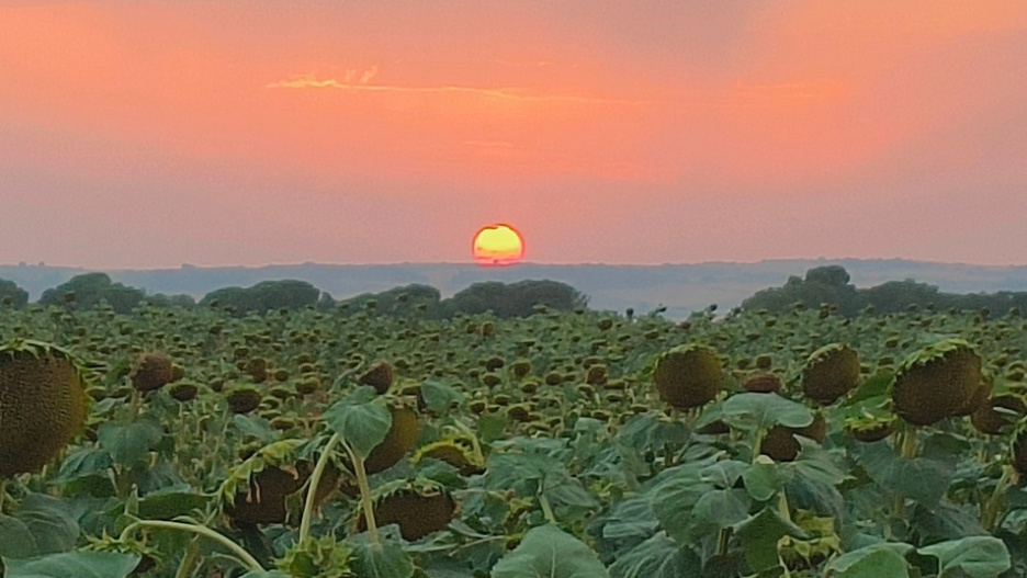 El calor extremo podría empezar a remitir esta semana.