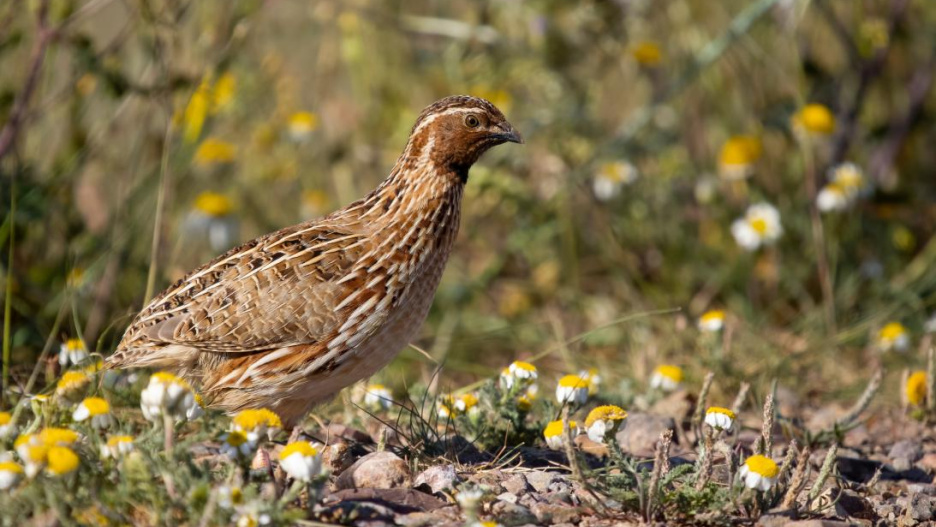 La tórtola común vuelve a ser especie cazable, “ya que la Comisión Europea ha cerrado la investigación en torno el procedimiento que tenía abierto en España sobre insuficiente conservación de la especie