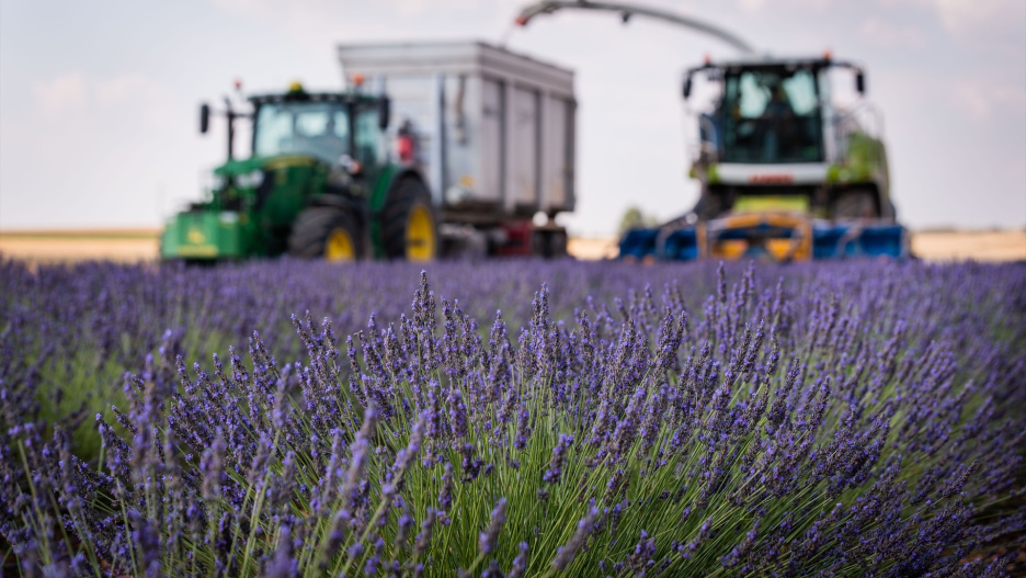 (Foto de ARCHIVO)
Varios operarios trabajan en la recolección de lavanda