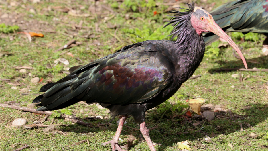 pájaro