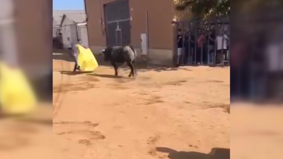 Imagen del animal que ha herido a uno de los asistentes al encierro en Mocejón (Toledo)de este martes.
