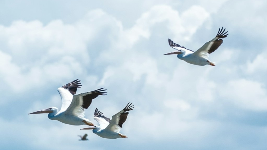 (Foto de ARCHIVO)
Los pelicanos y otras aves silvestres actúan propagando la gripe aviar entre continentes

REMITIDA / HANDOUT por GARETH DAVIES/UNSPLASH
Fotografía remitida a medios de comunicación exclusivamente para ilustrar la noticia a la que hace referencia la imagen, y citando la procedencia de la imagen en la firma
26/3/2025
