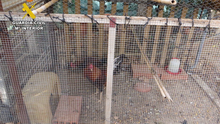 El criadero de gallos de pelea fue localizado en Tarazona.