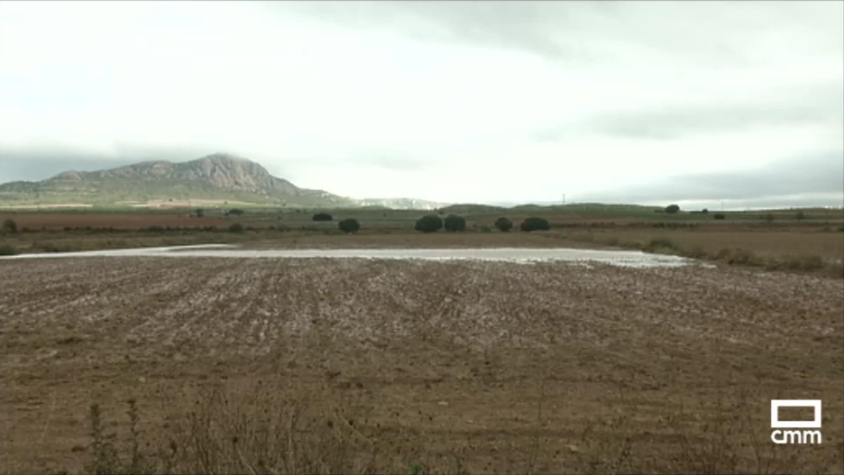 Las lluvias no han provocado daños en el campo.