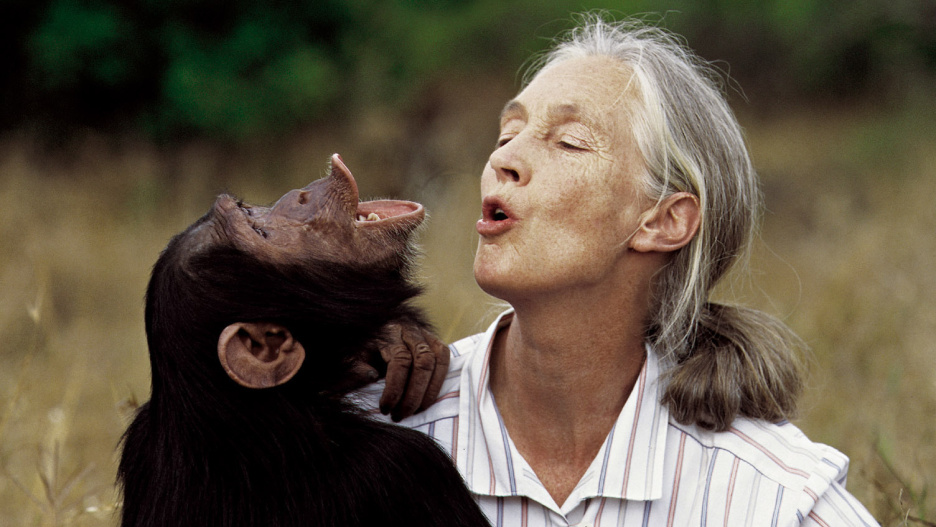 Jane with Uruhara pant-hooting, 1996.