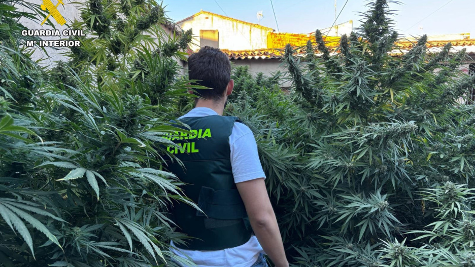 Cultivo de marihuana intervenido por la Guardia Civil en Villarrobledo.
REMITIDA / HANDOUT por GUARDIA CIVIL
Fotografía remitida a medios de comunicación exclusivamente para ilustrar la noticia a la que hace referencia la imagen, y citando la procedencia de la imagen en la firma
03/10/2025