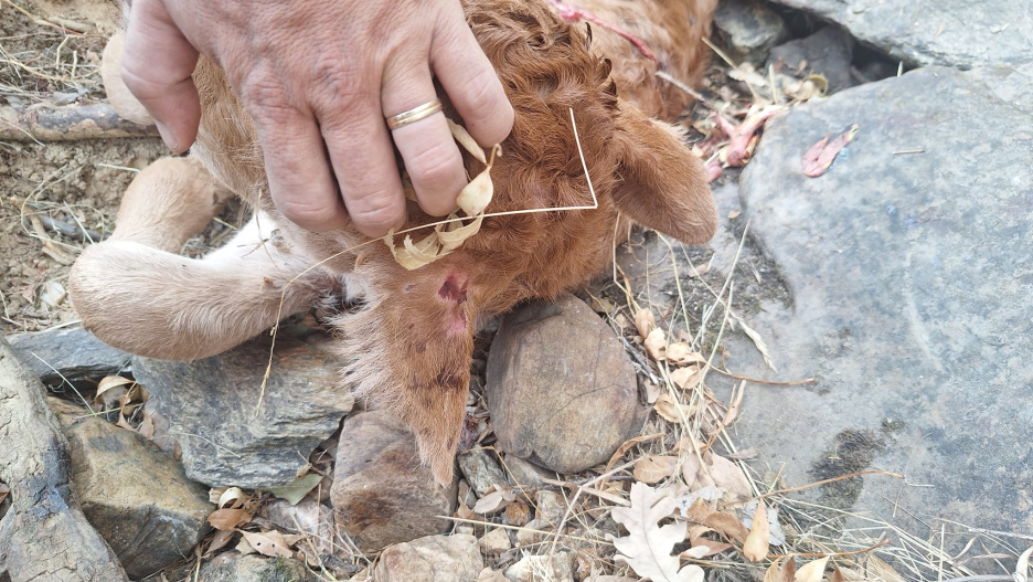 Imagen de uno los animales muertos por el ataque de los lobos en la Sierra Norte