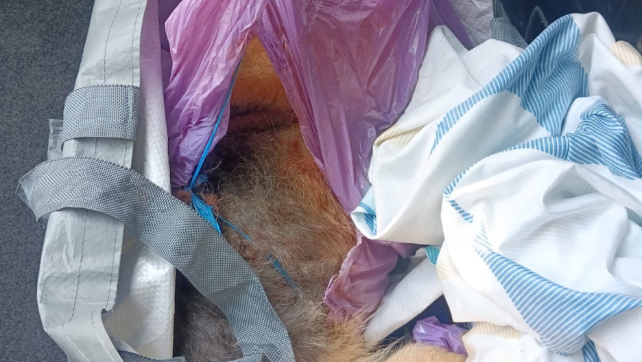 El Seprona investiga a dos personas por maltrato animal en Horche (Guadalajara)