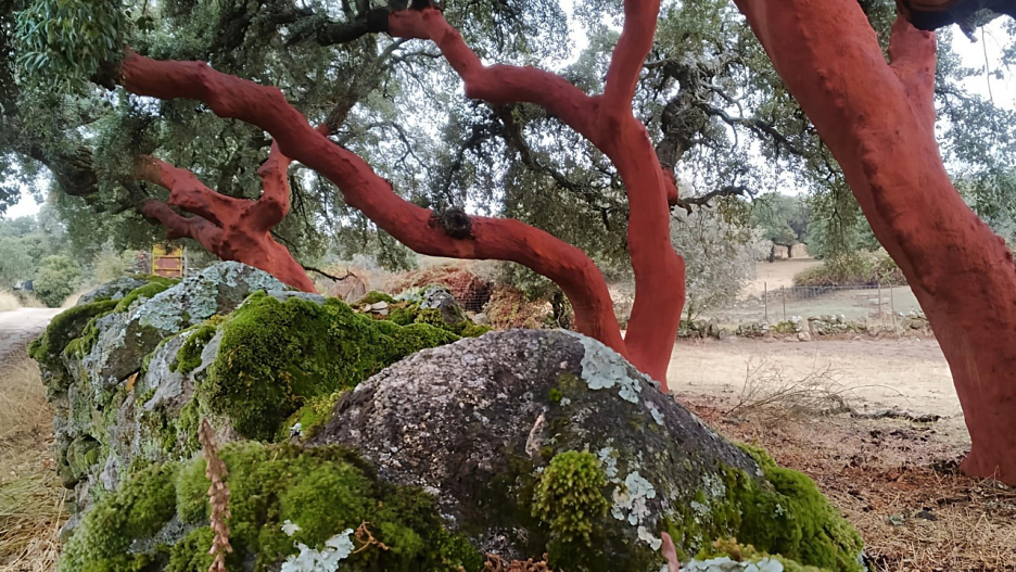 Cervera de los Montes