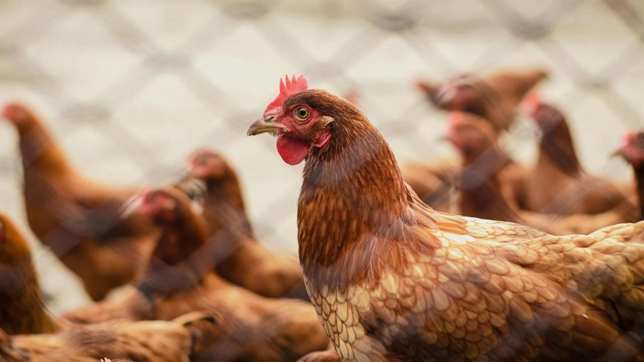 Ante un posible aumento de casos, el Ministerio de Agricultura, Pesca y Alimentación eleva las medidas de control de la gripe aviar a partir del 10 de noviembre