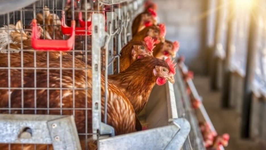 Castilla-La Mancha avanzará en una resolución propia que contempla el confinamiento de gallinas camperas