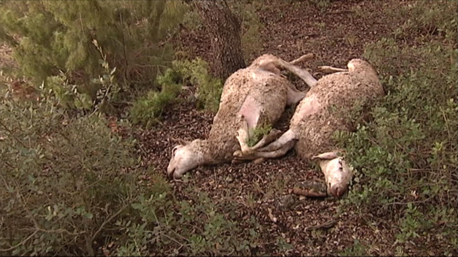Un ganadero de Almodóvar del Pinar denuncia la muerte de 120 ovejas
