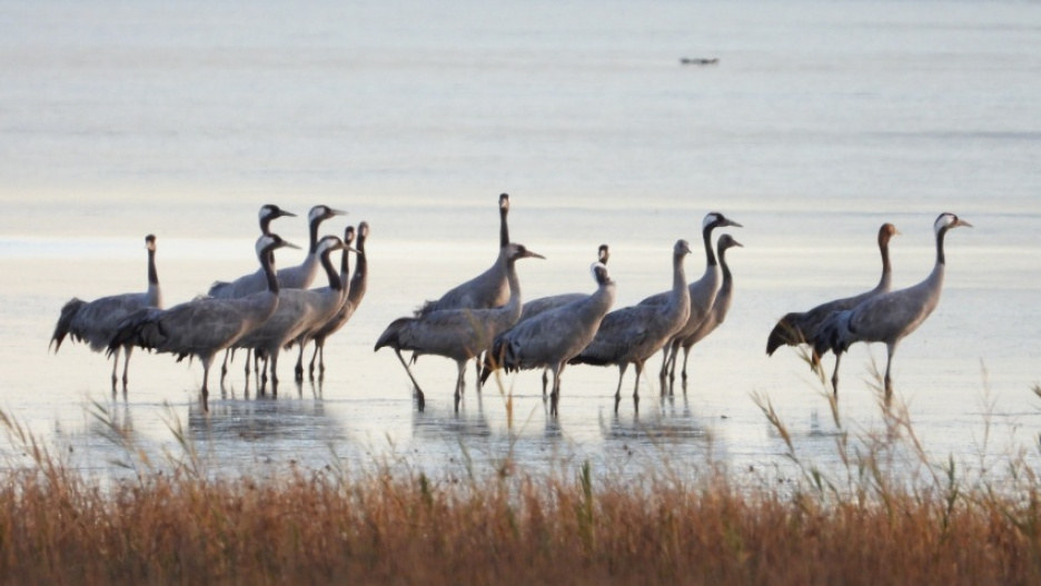 El 90 % de los aves silvestres afectadas por gripe aviar en Castilla-La Mancha han sido grullas.