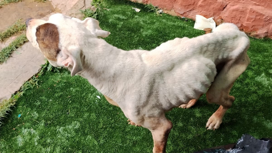 Detenida en Sigüenza (Guadalajara) por no cuidar a su perro, que tuvo que ser sacrificado