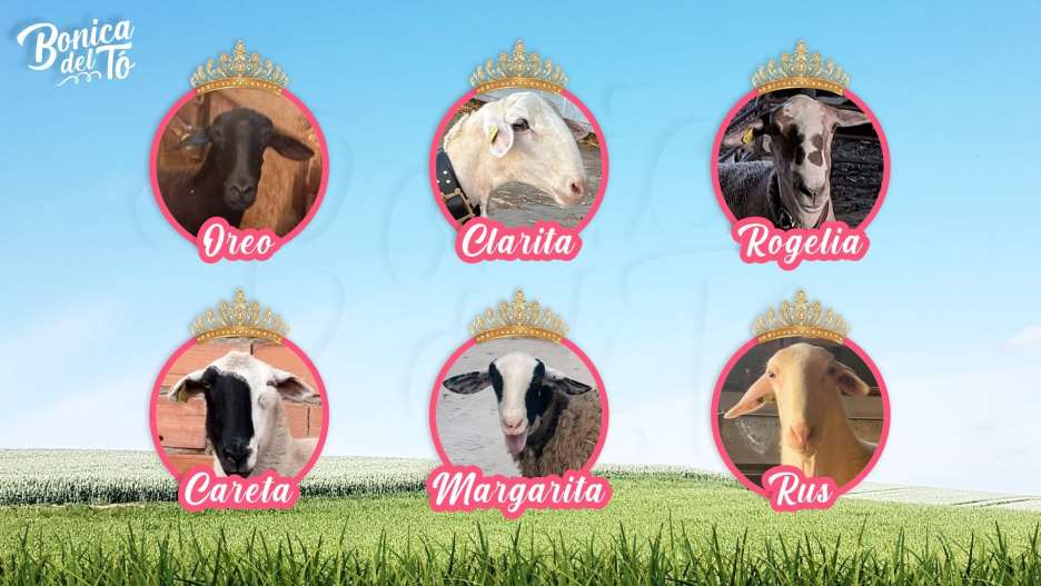 Careta, Clarita, Margarita, Oreo, Rogelia y Rus, las 6 ovejas finalistas del talent 'Bonica del Tó'