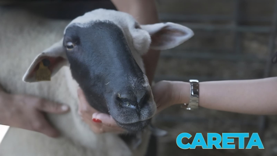 Careta, la oveja ganadora del talent de CMM 'Bonica del Tó'