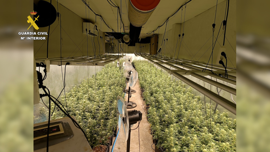 Plantación de marihuana desmantelada en Erustes.