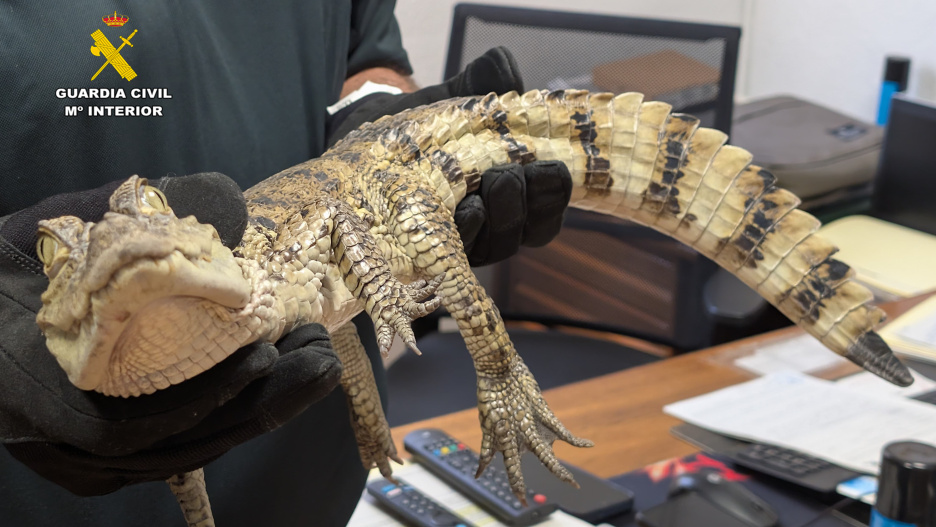Caimán yacaré rescatado en el pantano de Almansa