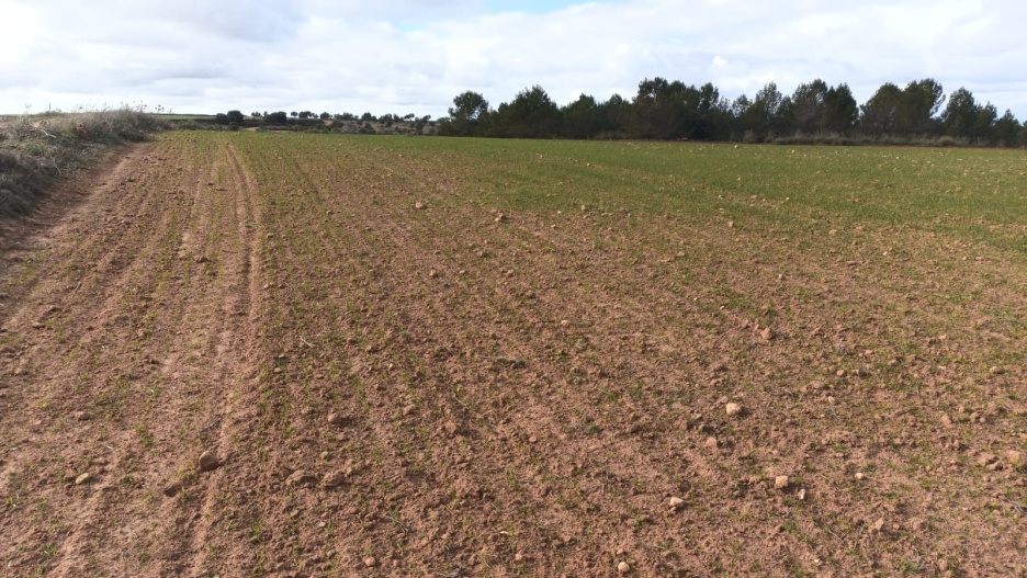 Campo de cultivo afectado por la presencia de conejos.

REMITIDA / HANDOUT por ASAJA CASTILLA-LA MANCHA
Fotografía remitida a medios de comunicación exclusivamente para ilustrar la noticia a la que hace referencia la imagen, y citando la procedencia de la imagen en la firma
14/2/2025