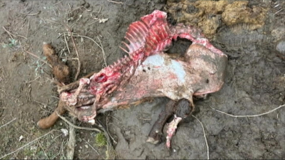 En la explotación de Fernando, en La Nava de Jadraque, 5 terneros recién nacidos han muerto por ataques de lobos que se han producido en las últimas semanas.