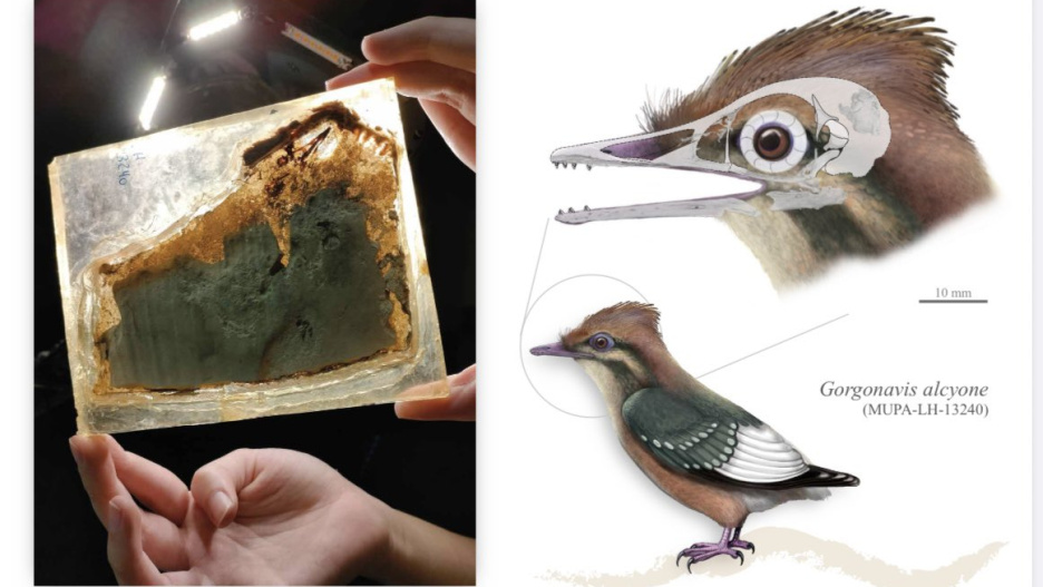 Gorgonavis alcyone, nueva ave del Cretácico hallada en Las Hoyas.