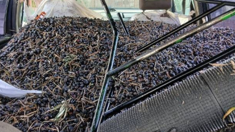 Dos de los detenidos cuentan con antecedentes por hechos similares
relacionados con el hurto de aceitunas en diferentes provincias.