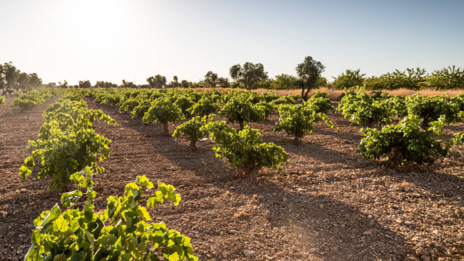 Viñedo de la bodega Más que Vinos, en Cabañas de Yepes (Toledo)