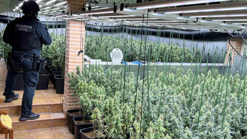 Plantación de marihuana en Uceda.