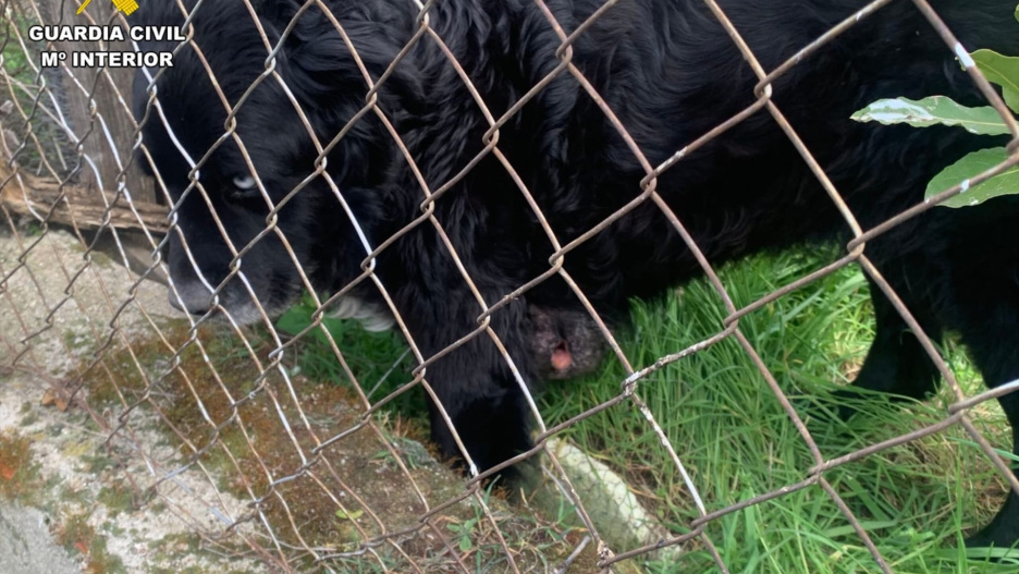Perro localizado en la parcela de Carraque (Toledo).

REMITIDA / HANDOUT por GUARDIA CIVIL
Fotografía remitida a medios de comunicación exclusivamente para ilustrar la noticia a la que hace referencia la imagen, y citando la procedencia de la imagen en la firma
08/5/2026