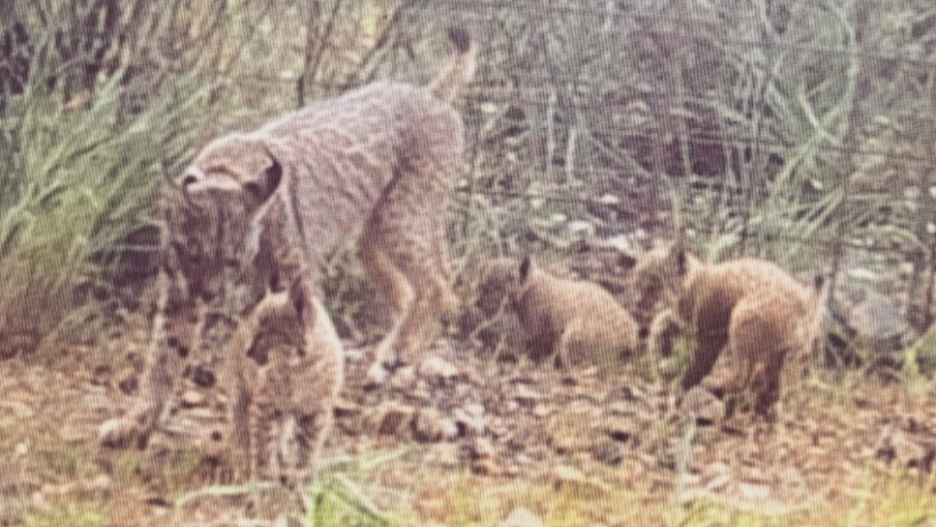 Se confirma que han nacido tres crías de lince en el Parque Nacional de Cabañeros
