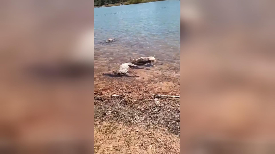 Imagen de los animales que han aparecido ahogados en el embalse de "El Talave" (Albacete)