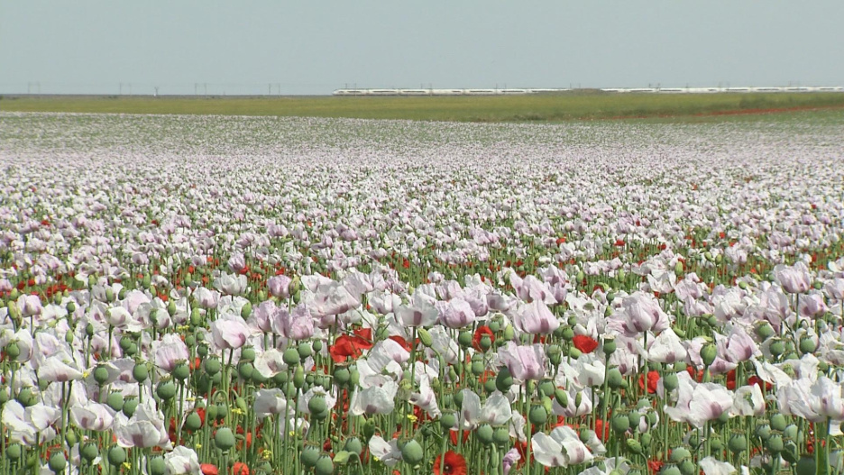 Imagen enviada al Campo CMM el 1 de junio de 2025