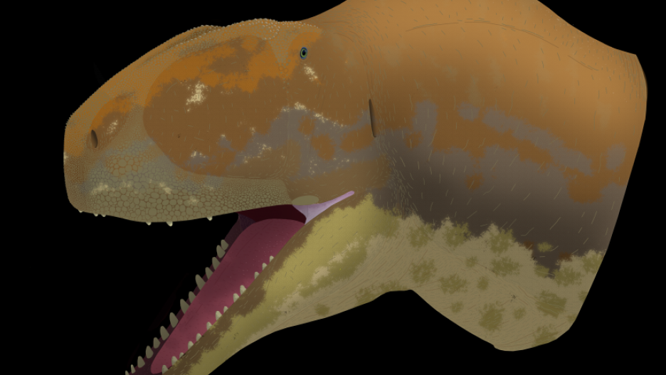 Ilustración del animal realizada por Javier Mora Fernandez, estudiante de doctorado en la Facultad de Ciencias Geológicas de la UCM.