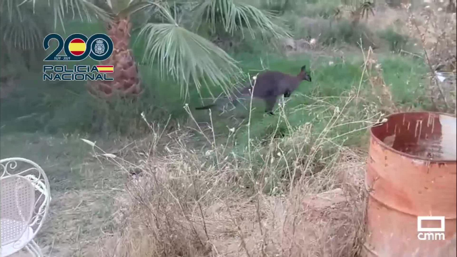 Uno de los animales rescatados en la explotación.