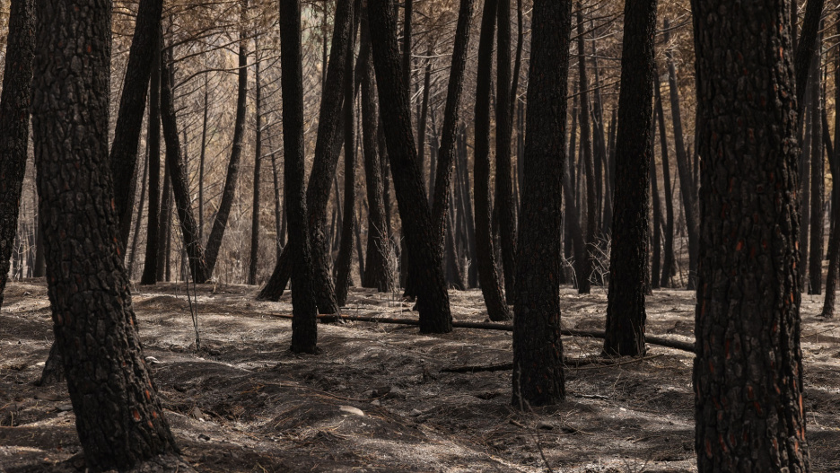 Terreno quemado en el incendio forestal, a 22 de julio de 2026, en Guadalajara, Castilla-La Mancha (España). Page ha asegurado, tras la reunión de CECOPI que ha tenido lugar en Tamajón (Guadalajara), que el incendio de La Mierla ha entrado "en fase de estabilización" aunque "no estabilizado del todo". Por ello ha rechazado activar el nivel 3 de emergencia que solicitaba el PP.

Alejandro Martínez Vélez / Europa Press
22/7/2026
