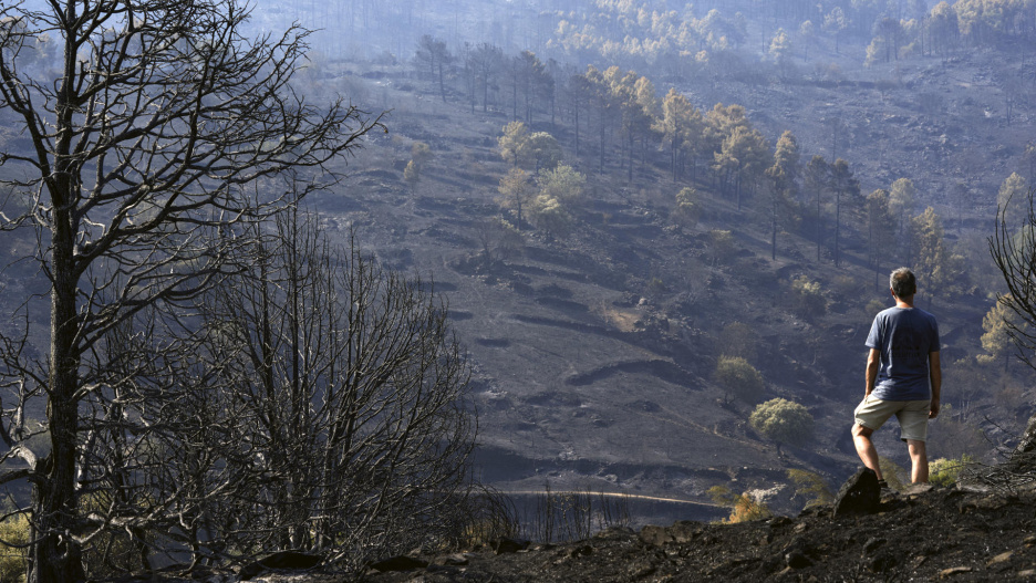 PARQUE NATURAL DEL VALLE DE IRUELAS (ÁVILA), 28/07/2026.- Un hombre observa uno de los pinares arrasados por el incendio de Burgohondo (Ávila) en el Parque Natural del Valle de Iruelas, una de las mayores colonias de buitre negro de Europa. EFE/ Raúl Sanchidrián