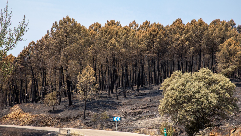 (Foto de ARCHIVO)
Terreno quemado por el incendio forestal, a 23 de julio de 2026, en La Mierla, Guadalajara, Castilla-La Mancha (España). Según fuentes del gobierno regional, el fuego de La Mierla, que cumple su primera semana activo y que ya ha calcinado unas 32.000 hectáreas, sigue en fase de estabilización y su evolución favorable podría derivar en la decisión de poder levantar los desalojos de algunos de los edificios evacuados.

Juanma Jiménez / Europa Press
23/7/2026