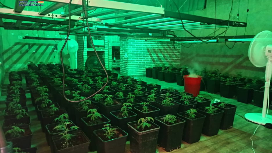 Plantas incautadas en la operación policial.