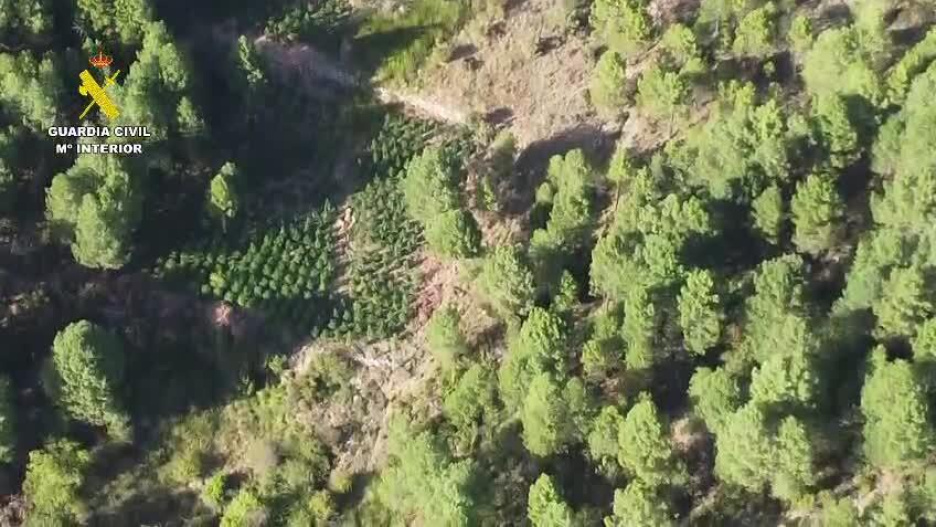 Las plantas de marihuana se escondía en zonas boscosas de la provincia de Cuenca