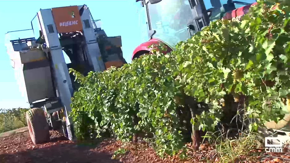 Vendimia con maquinaria en Cinco Casas, Ciudad Real