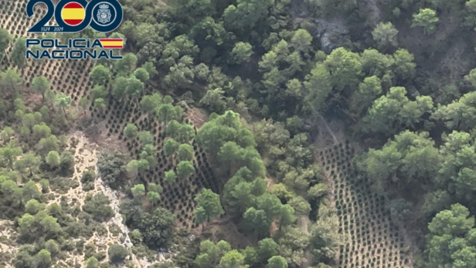 Plantación de marihuana en la Sierra de Cuenca.