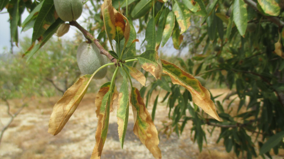 La Xylella fastidiosa, la bacteria que infecta al olivar