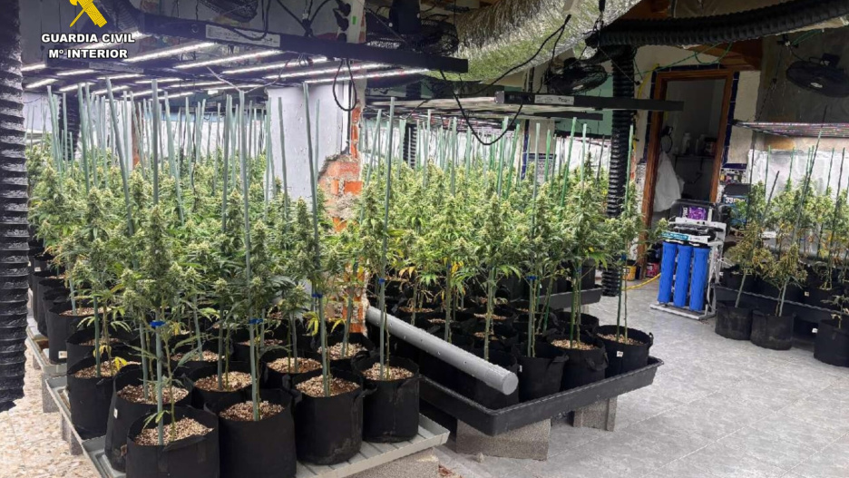 Parte de las plantas desmanteladas en la provincia de Toledo