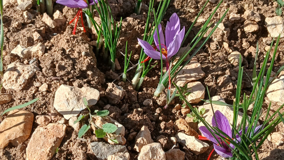 Imagen de la flor del azafrán de Valdegrudas (Guadalajara)